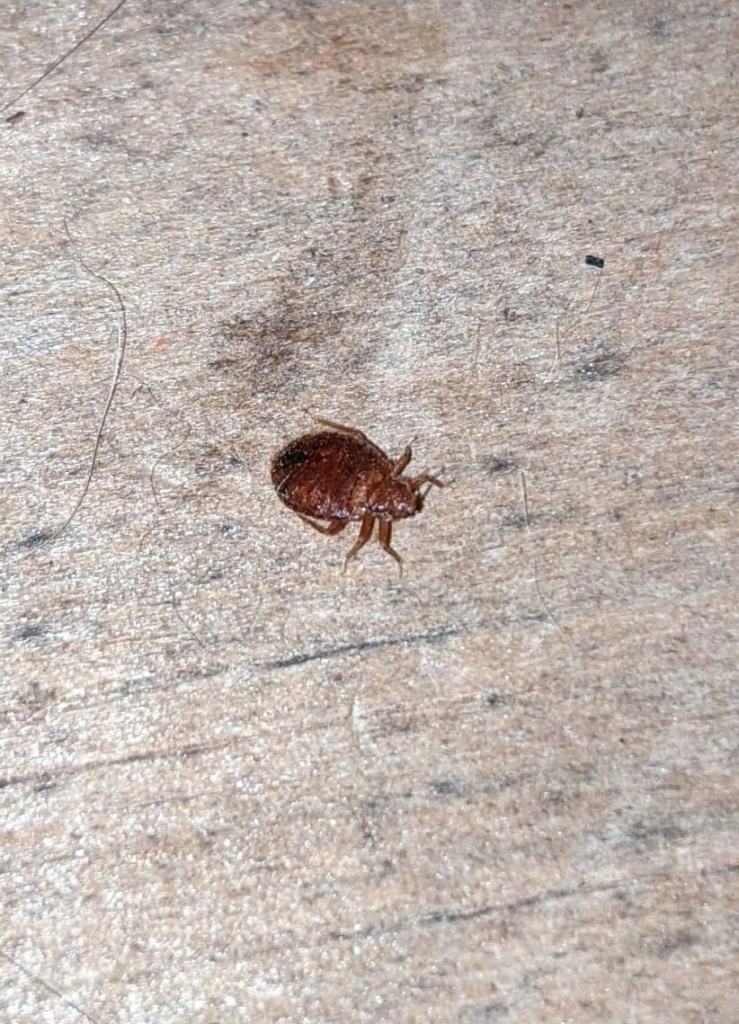 bed bug