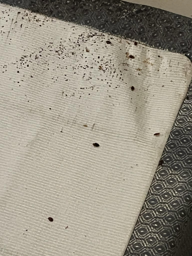 bed bugs on furniture upholstery
