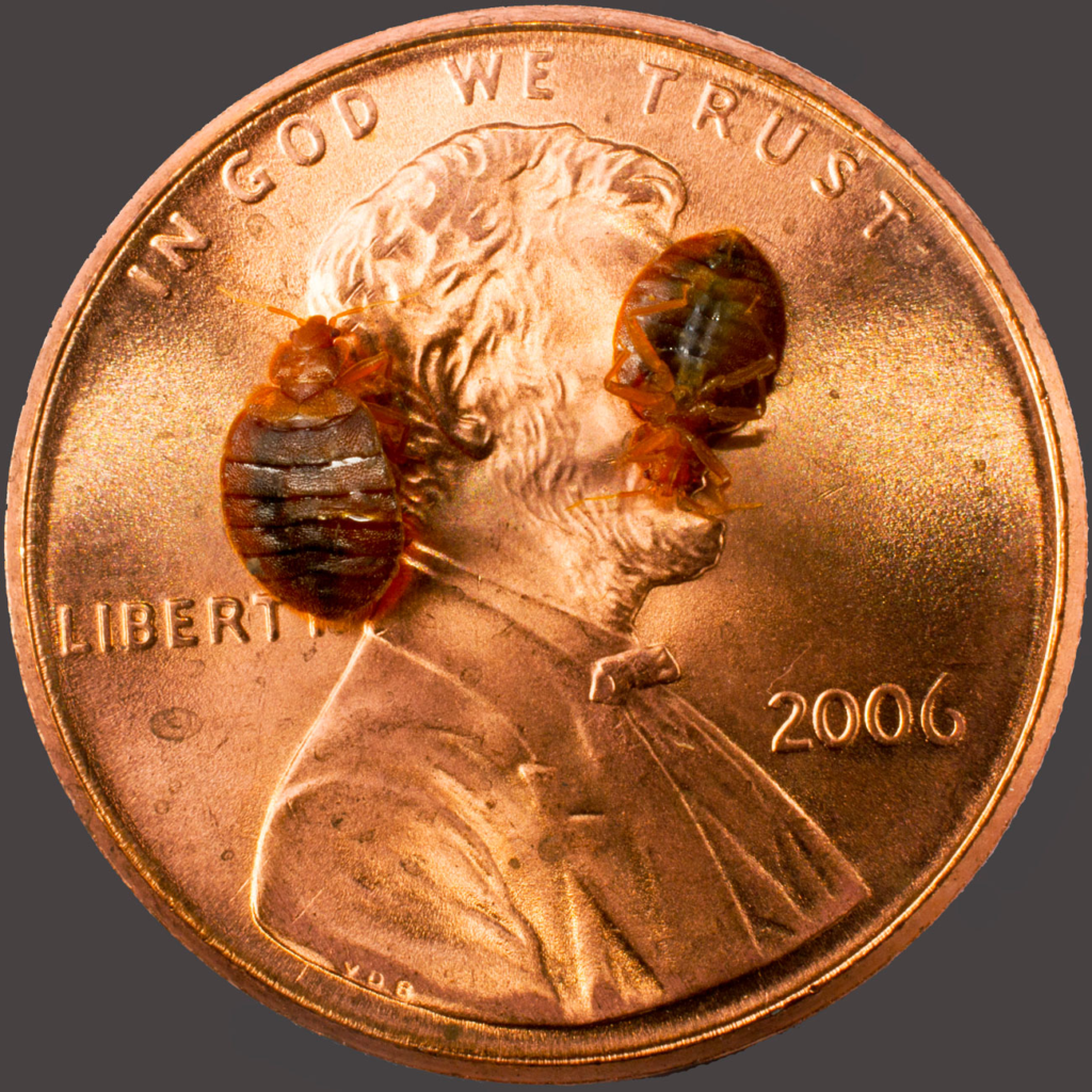 2 bed bugs on a penny